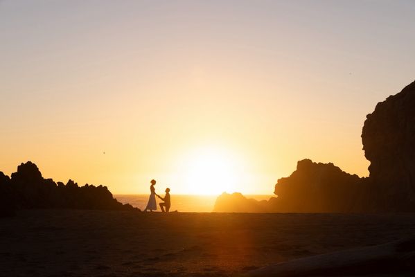 Sonoma Coast Vineyards by null