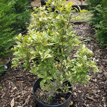 Country Nursery - Nurseries & Gardening Near Me - Burtonsville, Maryland