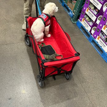 Costco - Service pup in training. - Wholesale Stores Near Me - Parker, Colorado
