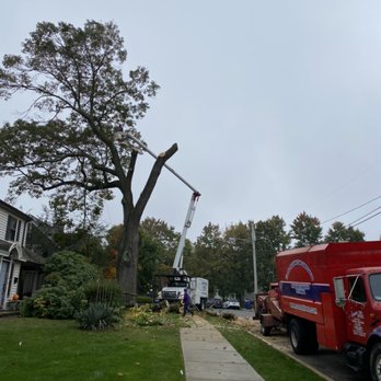 Corona Tree Service - Tree Services Near Me - Norwalk, Connecticut