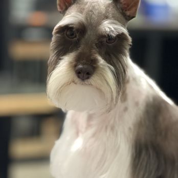 Pearl’s Posh Pets - Pet Groomers Near Me - Odessa, Texas Pearl’s Posh Pets - Pet Groomers Near Me - Odessa, Texas