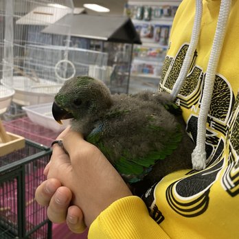BirdSmart - Pet Groomers Near Me - San Diego, California BirdSmart - Pet Groomers Near Me - San Diego, California