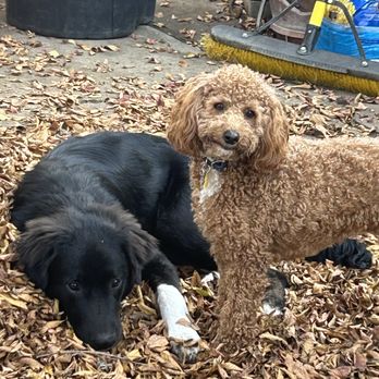 Harnessing Potential Dog Training - Pet Training Near Me - Morgan Hill, California Harnessing Potential Dog Training - Pet Training Near Me - Morgan Hill, California
