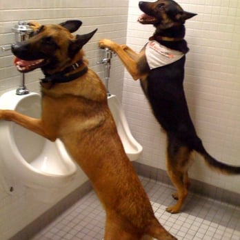 sit means sit e collar