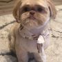 The Grand Dog