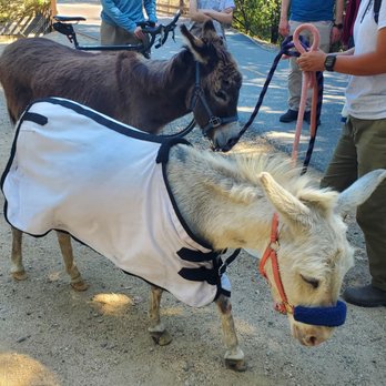 Barron Park Donkeys - Donkeys on Sunday morning walk - Community Service/Non-Profit Near Me - Palo Alto, California Barron Park Donkeys - Donkeys on Sunday morning walk - Community Service/Non-Profit Near Me - Palo Alto, California