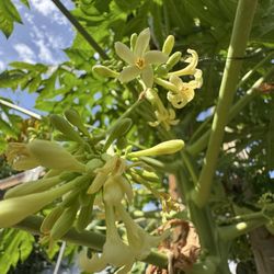 Papaya