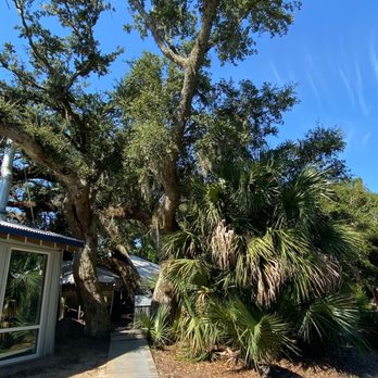 Maritime Market - a large tree in front of a building - Grocery Near Me - Bald Head Island, North Carolina