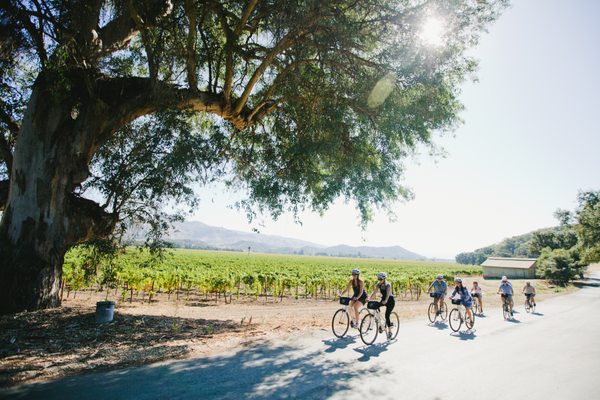 Napa Valley Bike Tours & Rentals by null
