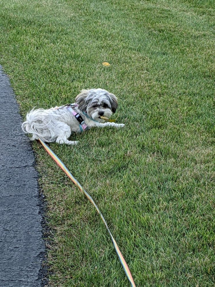 POTTER CREEK KENNELS Updated June 2024 14570 Highway Ave, Cabool