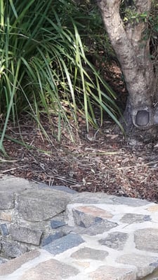 Cataract Gorge Reserve by null