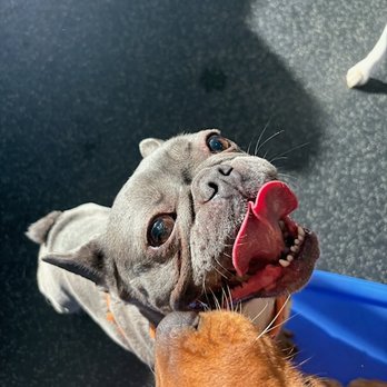 Dogtopia - Pet Boarding Near Me - Fort Lauderdale, Florida Dogtopia - Pet Boarding Near Me - Fort Lauderdale, Florida