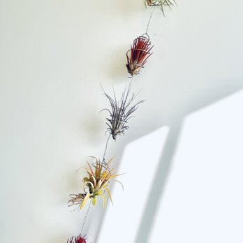 Airplant Alchemy - I built my own hanging Tillandsia arrangement.  I am OVER the moon...on the dark side where you can't find me. - Home & Garden Near Me - Carpinteria, California
