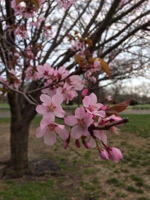Flushing Meadows Corona Park Aquatic Center by null