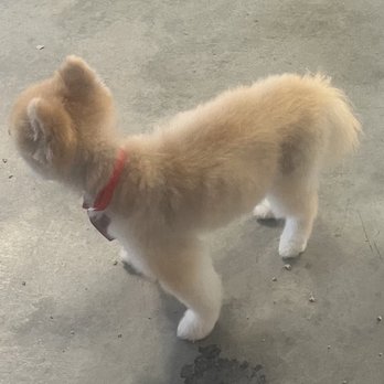 Locky´s Pet Grooming - Pet Groomers Near Me Locky´s Pet Grooming - Pet Groomers Near Me