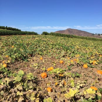 Pumpkin Station - Farms Near Me - Escondido, California