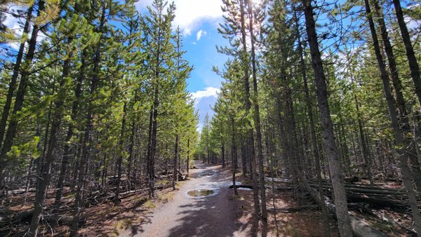 Biscuit Basin by null