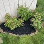 Goulden landscaping