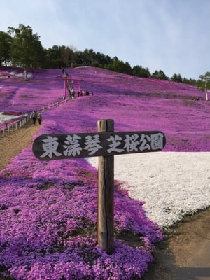 Higashimokoto Shibazakura Park by null