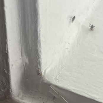The Victorian Inn - Two dead bugs - Hotels Near Me - Telluride, Colorado The Victorian Inn - Two dead bugs - Hotels Near Me - Telluride, Colorado