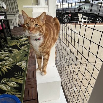 Catio Guy - Cinnabun our ginger center of attention - Pet Services Near Me Catio Guy - Cinnabun our ginger center of attention - Pet Services Near Me