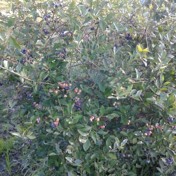 Moorhead's Blueberry Farm - Pick Your Own Farms Near Me - Conroe, Texas Moorhead's Blueberry Farm - Pick Your Own Farms Near Me - Conroe, Texas