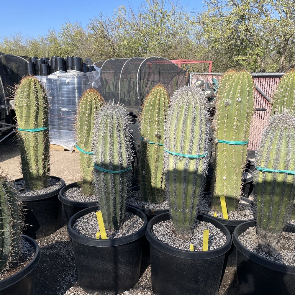 Really cool estate sized cactus! Really cool estate sized cactus!