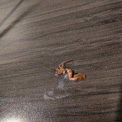 Budget Inn Hayward - Cockroaches in the room. This one right on the desk