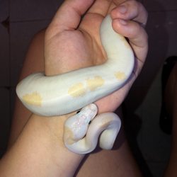 Night Stalkers Pet Emporium - Snake