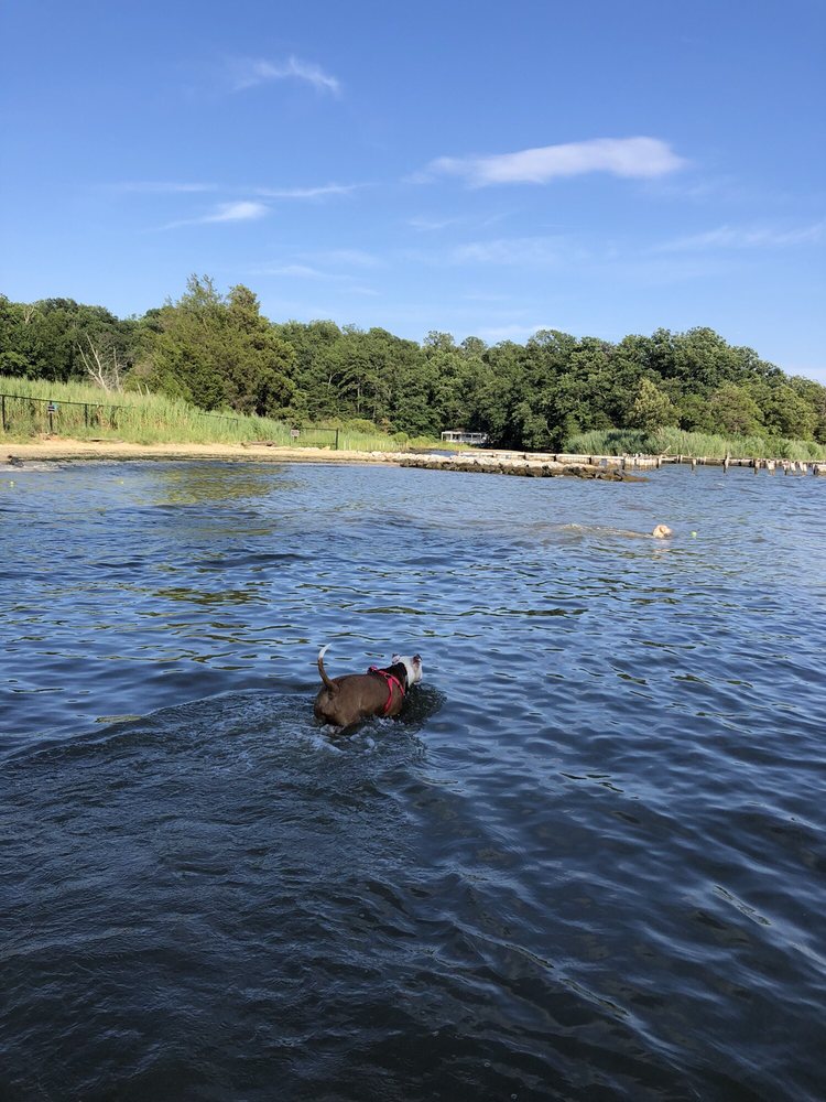 Dog Parks QUIET WATERS DOG PARK 25 Photos & 16 Reviews 600 Quiet