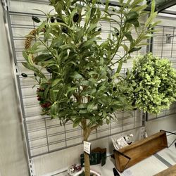 Marshalls - Beautiful olive tree.