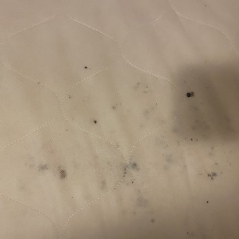 Opal Spa - Samoset Resort - Found an actual bug and leftover remnants on mattresses - Resorts Near Me - Rockport, Maine Opal Spa - Samoset Resort - Found an actual bug and leftover remnants on mattresses - Resorts Near Me - Rockport, Maine