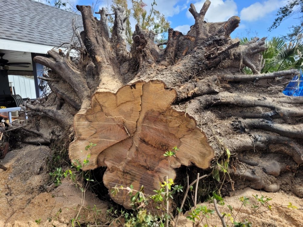 Long Horn Tree Solution - tree service in Spring, TX