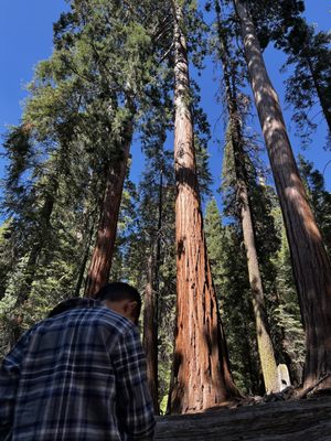 General Grant Tree by null