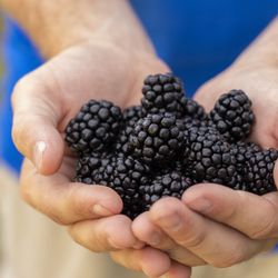 Blackberry Bottom Farm