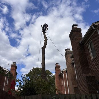 23 Trees - Tree Services Near Me - Alexandria, Virginia