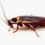 Photo of Beeline Pest Control