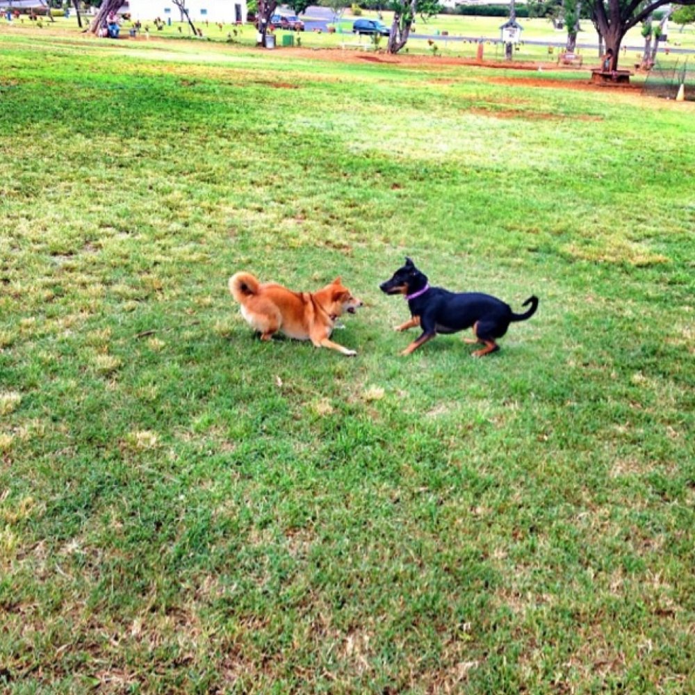 Diamond Head Bark Park - love at first sight?! - Dog Parks Near Me - Honolulu, Hawaii Diamond Head Bark Park - love at first sight?! - Dog Parks Near Me - Honolulu, Hawaii