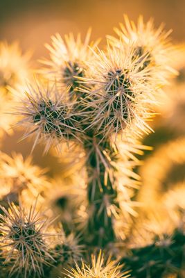 Pahranagat National Wildlife Refuge by null