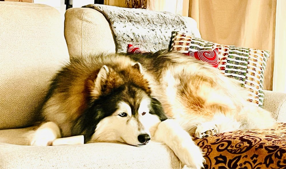 Four Paws Only Image