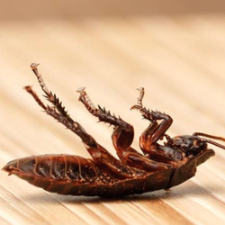 Best Pest Control