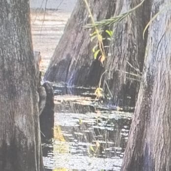 Escape Emporium - The SWAMP..... with abandoned cabin and a curse?! - Escape Games Near Me - Edmonton, Alberta Escape Emporium - The SWAMP..... with abandoned cabin and a curse?! - Escape Games Near Me - Edmonton, Alberta