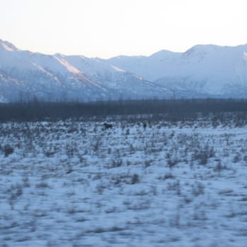 Alaska Railroad - Moose outside the Aurora Winter Train - Trains Near Me - Anchorage, Alaska Alaska Railroad - Moose outside the Aurora Winter Train - Trains Near Me - Anchorage, Alaska