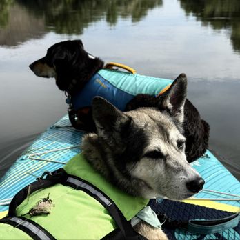ZeWoof - Dog paddle board training - Pet Training Near Me ZeWoof - Dog paddle board training - Pet Training Near Me