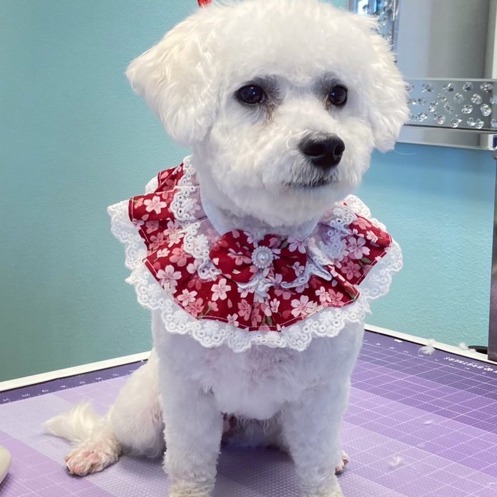 Paw Dazzle - Pet Groomers Near Me - Phoenix, Arizona Paw Dazzle - Pet Groomers Near Me - Phoenix, Arizona