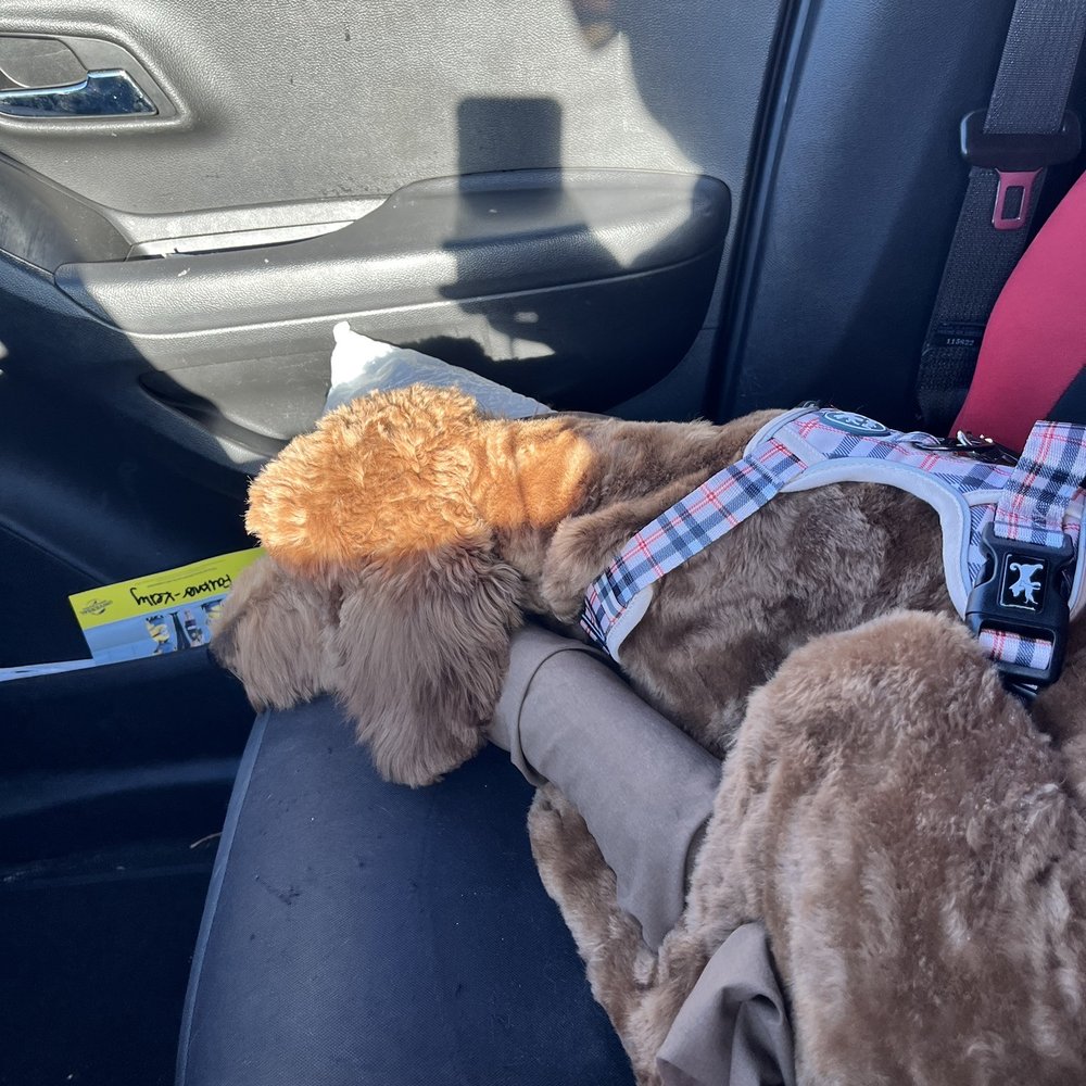 Calling All Paws - Goldendoodle - Pet Groomers Near Me - Las Vegas, Nevada Calling All Paws - Goldendoodle - Pet Groomers Near Me - Las Vegas, Nevada