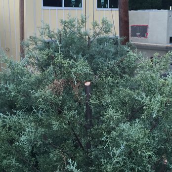 The Tree Man - He cut off the trunk as part of the trim.  My God, this is a tree, not a bush -- what were you thinking Jason? - Tree Services Near Me