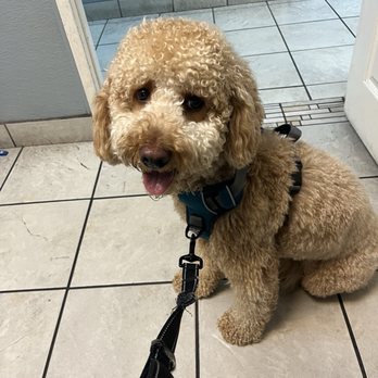 Gentle Care Pet Clinic - Veterinarians Near Me - Long Beach, California