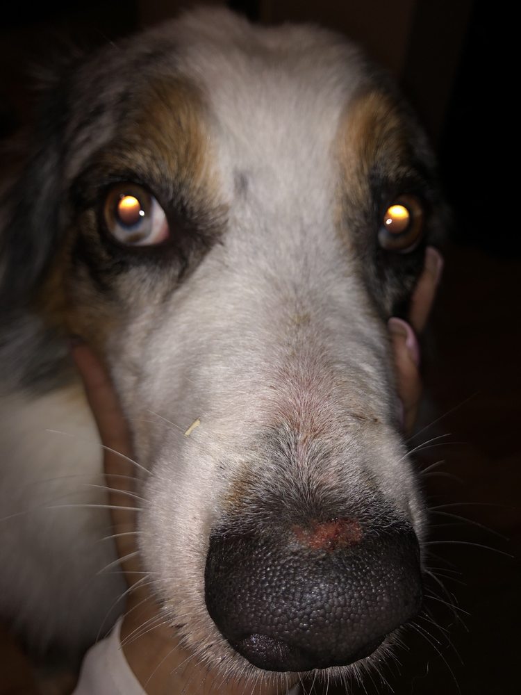 TEXAS PET RESORT with 13 real customer photos Updated August 2024