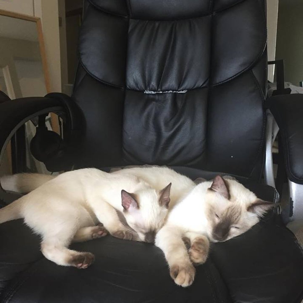 Tresor Cats - Very happy with our babies from Tresor Cats! - Pet Breeders Near Me Tresor Cats - Very happy with our babies from Tresor Cats! - Pet Breeders Near Me
